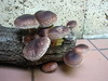 �itake